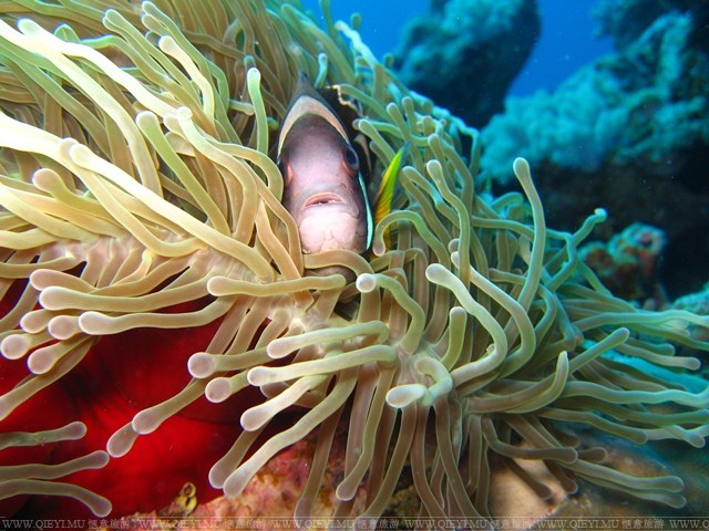 Mauritius-PADI-diving-clown